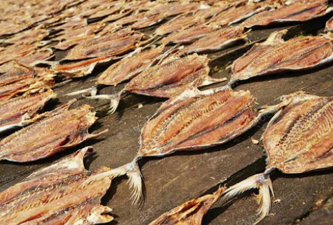 تولید ماهی خشک