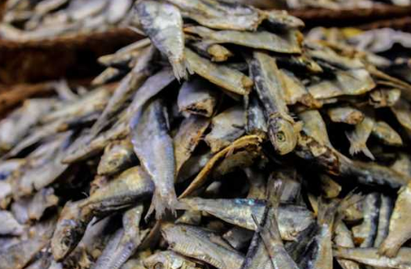 تولید ماهی ساردین خشک