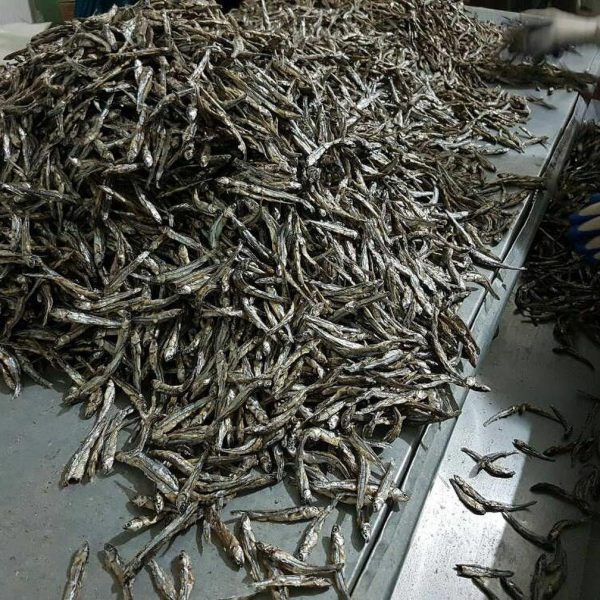 صادرات ماهی خشک متوتا