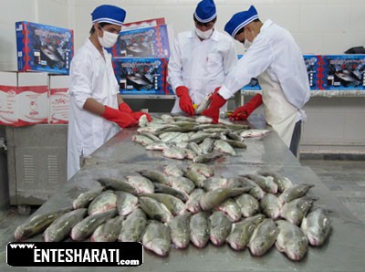 خرید ضایعات ماهی