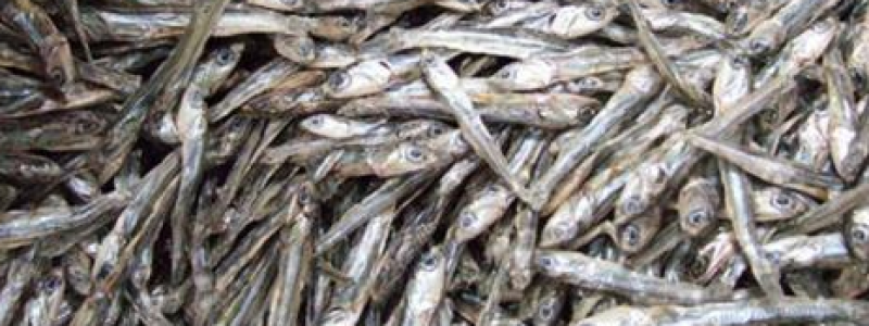 قیمت ماهی خشک