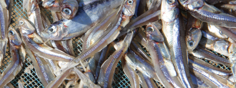 صادرات ماهی خشک متو